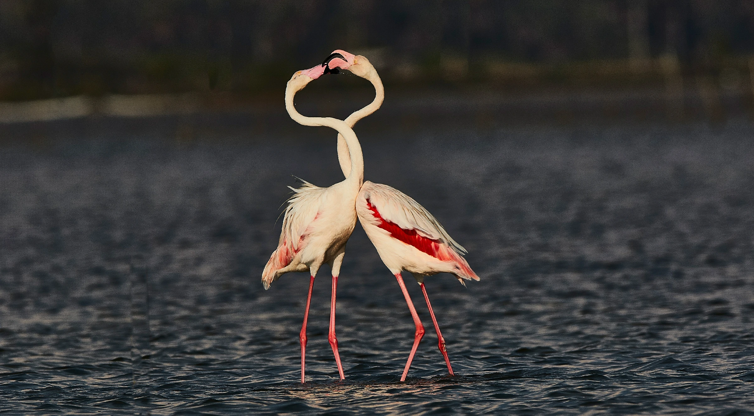 A pair of flemingos loving each other at Mannar Sri Lanka