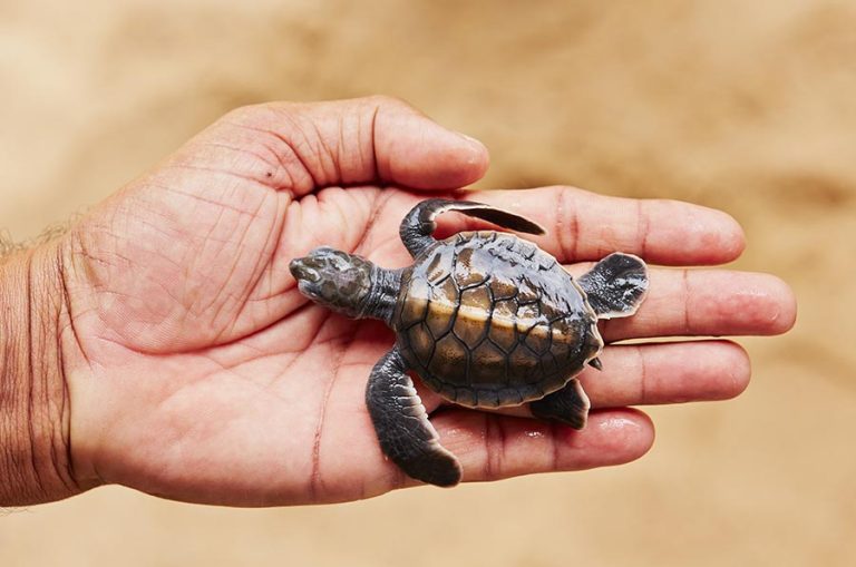 Turtle hatcheries Sri Lanka