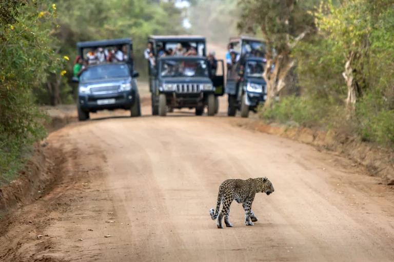 Yala National Park