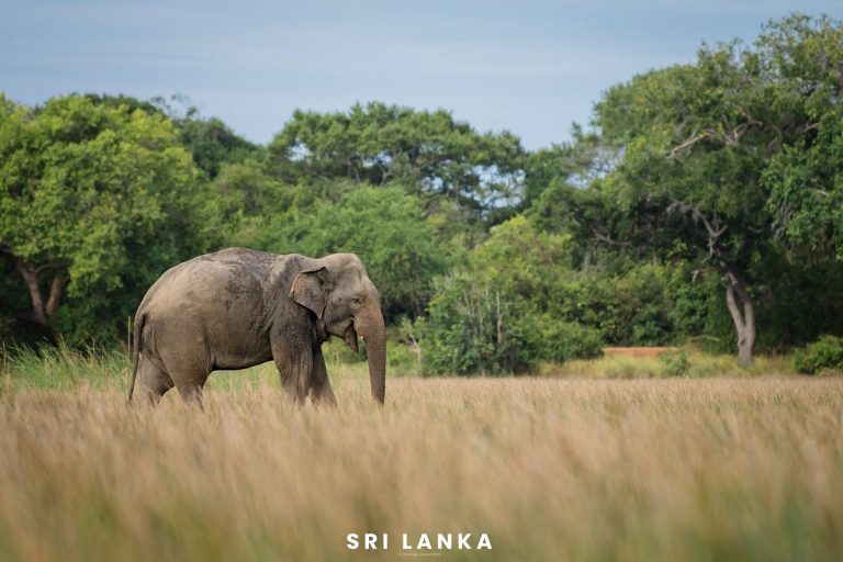 elephant nature wild