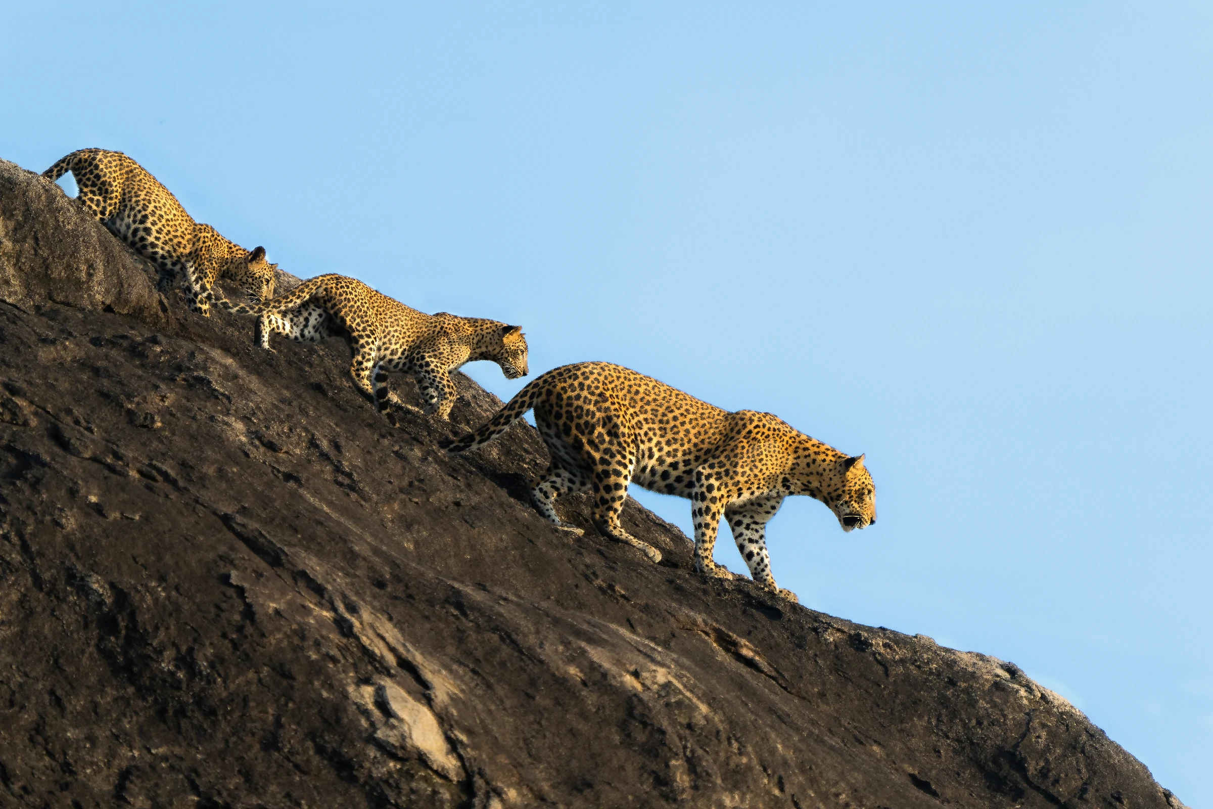 shutterstock 2553013253